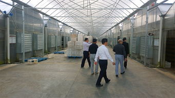 中盛永基食用菌產(chǎn)品全解析 最新展示與專業(yè)展覽服務(wù)